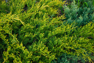 Beautiful green thuja. Green leaves close-up top view.