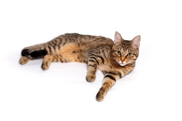 Naklejka na ściany i meble An adult spotted and striped Shorthair cat lies resting on a white background. Happy, contented cat, healthy pet food, veterinary medicine, pet maintenance. Space for text