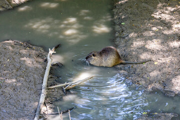 coypu , also known as the river rat or nutria