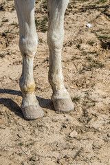 Front legs of a horse in nature