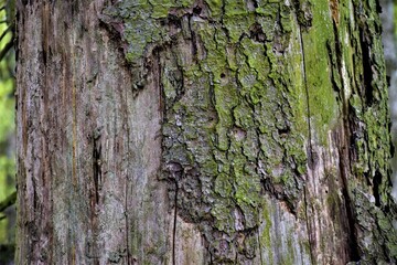 Obraz premium Stare drzewo bez kory