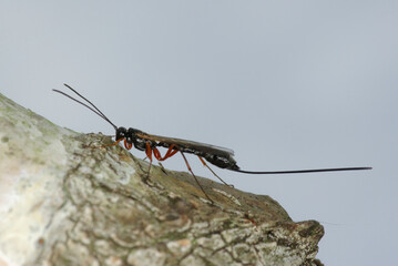 A female of a ichneumon wasp with orange legs (Rhyssella approximator) parasite of wood wasps