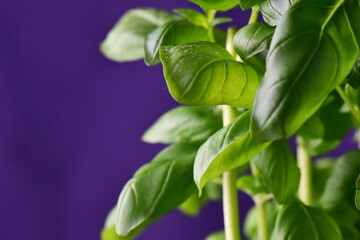 fresh basil leaves with purple background 