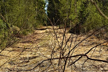 Gałęzie na drodze  © merko