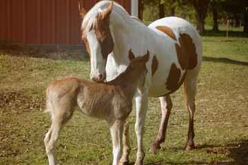 Paint horse mare with foal in spring light of farm, foaling season concept.