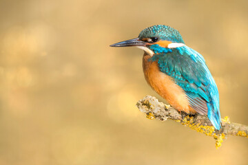 Male blue European kingfisher seen from the side resting on a branch with golden light on the background
