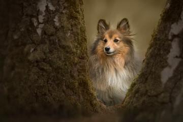 Shetland sheepdog in a forest behind a tree