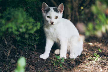 Naklejka na ściany i meble White kitten with black ears