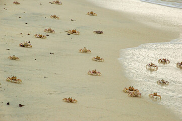 Crabs Crwl on the sndy Beach