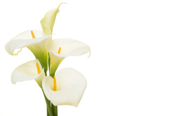 Naklejka na ściany i meble Bouquet blooming calla lilly flowers isolated on a white background with copy space