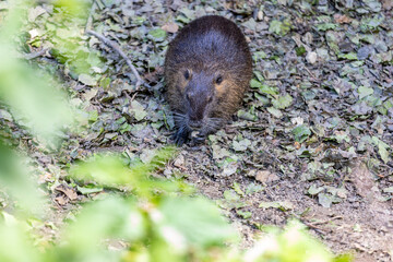 Nutria on banks of the canal. Wild nutria in Germany