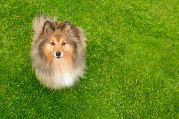 Shetland sheepdog sitting on green grass looking up to the camera with space for copy