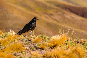 Eagle Standing at Ground, Aconcagua Park, Mendoza, Argentina