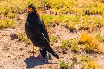 Eagle Standing at Ground, Aconcagua Park, Mendoza, Argentina