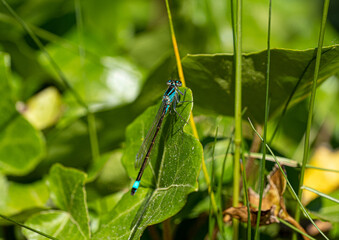 Close up Macro Shot of blue-tailed damselfly or common bluetail in green grass field setting