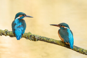 Couple of blue earopean kingfisher birds resting on a branch looking at each other