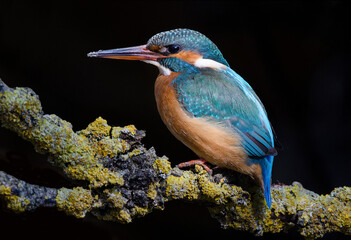 Female blue European kingfisher seen from the side resting on a branch on a dark background