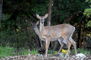 Two female whitetail deer hiding in the shadows of the forest. 