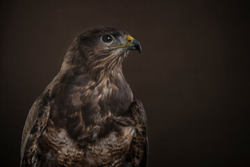 Studio portrait of a Harris Hawk seen from the side againt a brown background