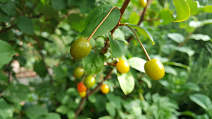 한국 제주도 보리수나무 보리수열매