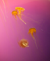 Jellyfish, Shedd Aquarium, Chicago, Illinois, USA