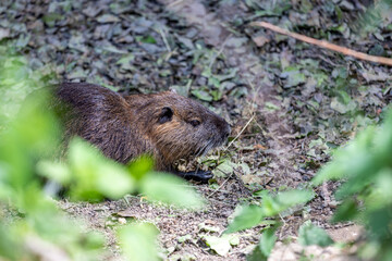 Nutria on banks of the canal. Wild nutria in Germany