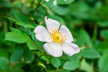 Obraz na płótnie Canvas light rose white flower of a wild rose dogrose against a background of green leaves. Free space for text. Greeting card.