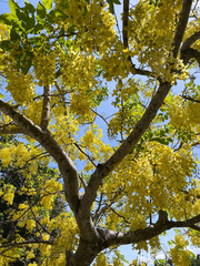 Yellow flowers in bloom on tabebuia tree
