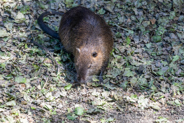 Nutria on banks of the canal. Wild nutria in Germany