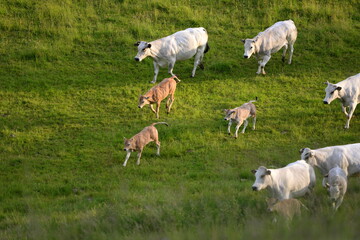Obraz na płótnie Canvas Fleischrinder auf der Wiese. Charolais Herde in der Abendsonne