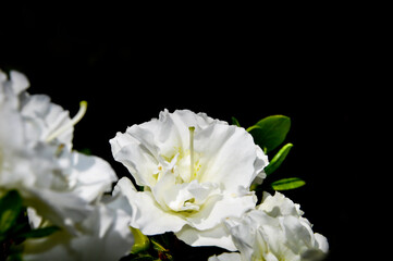 Azalia różanecznik, piękny biały kwiat ogrodowy na czarnym tle