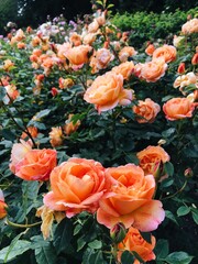 English garden
Processed with VSCO with a6 preset