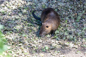 Nutria on banks of the canal. Wild nutria in Germany