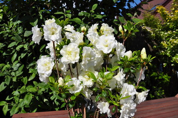 Azalia różanecznik biały kwiat ogrodowy - obrazy, fototapety, plakaty