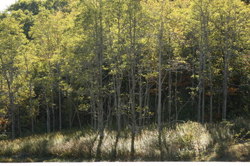 Obraz premium Backlit Trees Along Blue Ridge Parkway, North Carolina, USA