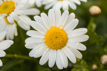 Obraz premium Close-up of white daisies with water drops in the garden.