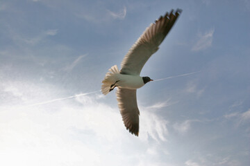 Fototapeta premium Seagull Soaring in Blue Skies, Eastcoast, USA