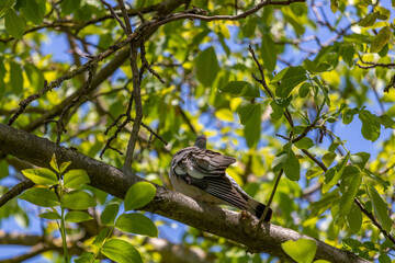 Wood pigeon Columba palumbus perched on log with blurred green background