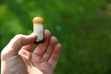 hand holds small mushroom boletus close up with copy space