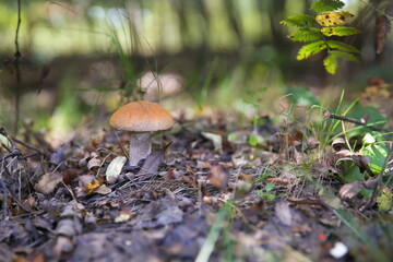 edible mushroom close up in the forest