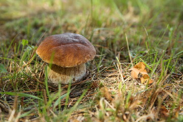 edible mushroom close up in the forest