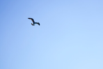 Sea-gull flying in a blue sky