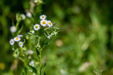 White daisies on a background of green grass.