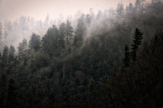 Mountain Clouds at Newfound Gap, Smoky Mountains National Park, Tennessee, USA © Anna