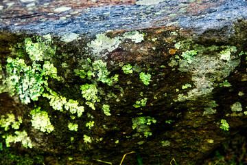 Moss and Lichen Covered Branch, Smoky Mountains, Tennesee, USA