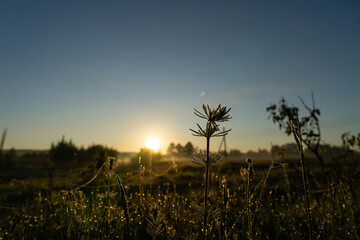 dew on grass in the rays of the rising sun