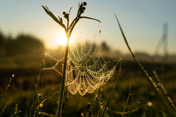 spider web in grass in the rays of the rising sun