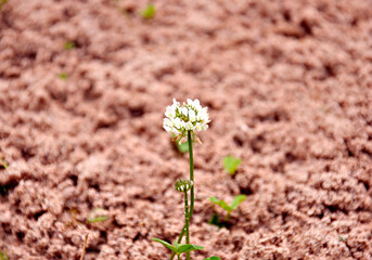 White clover Trifolium repens on sand background