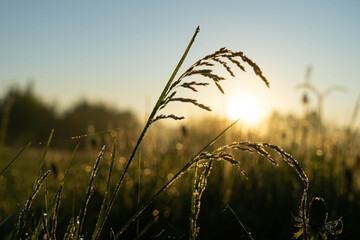 grass in the rays of the rising sun