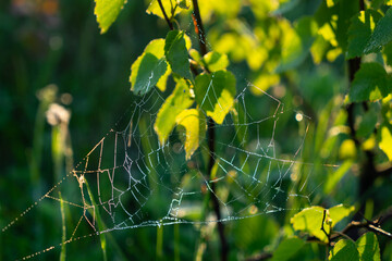 spider web on a young tree